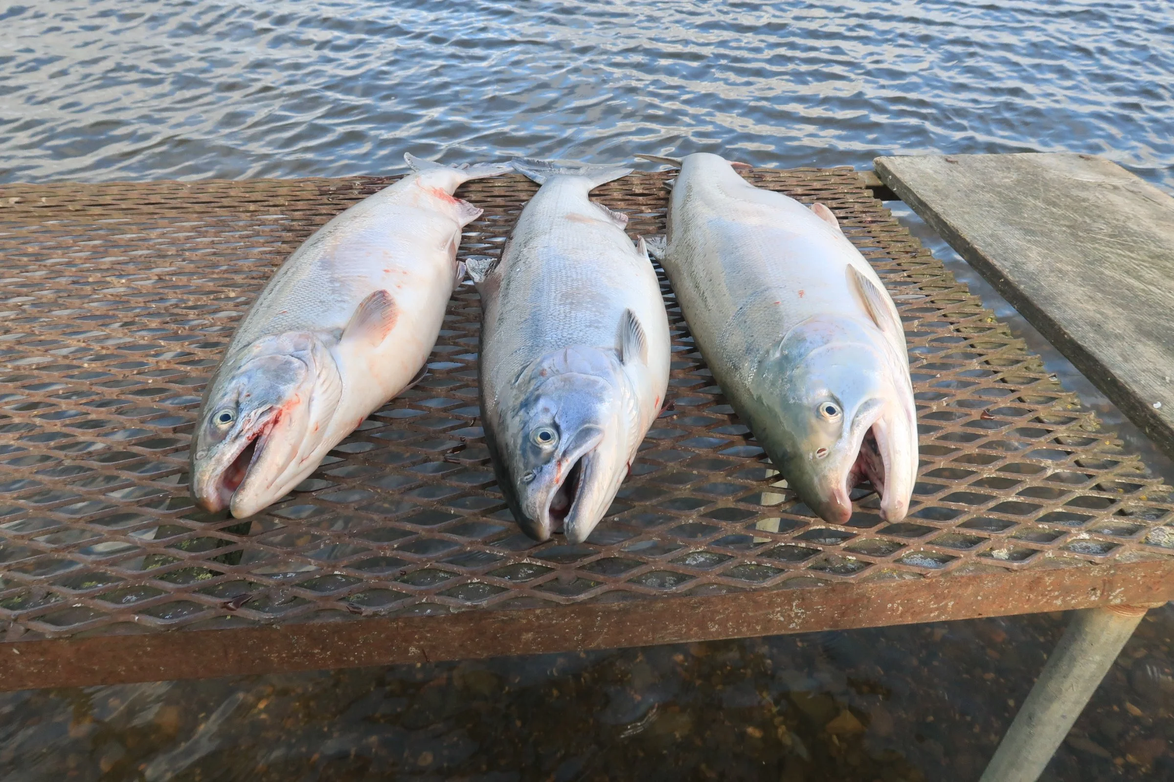 Aug 2021_aniak coho 3.JPG