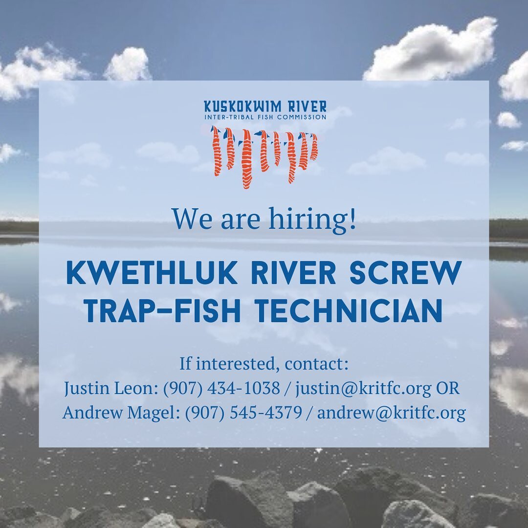 We are hiring for the 2023 season!

The Kwethluk River smolt outmigration project is picking up soon, and we need some seasonal fish technicians to crew it. If interested, contact Justin Leon (907-434-1038 or justin@kritfc.org) or Andrew Magel (907-5