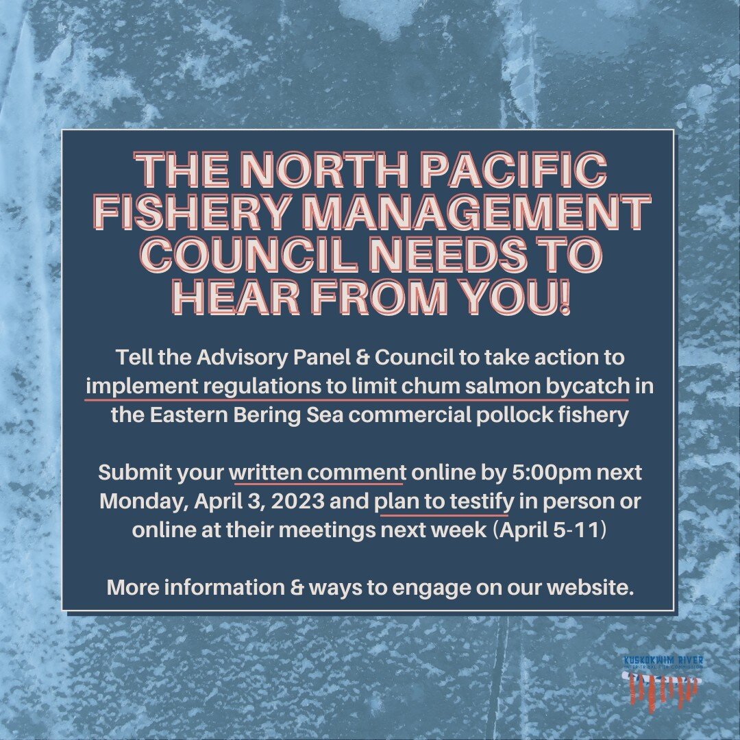The North Pacific Fishery Management Council needs to hear from YOU!

Tribes and allies across Alaska have been pushing the Council to reduce salmon bycatch for years, but still Chinook salmon bycatch continues, and there are no regulations to implem