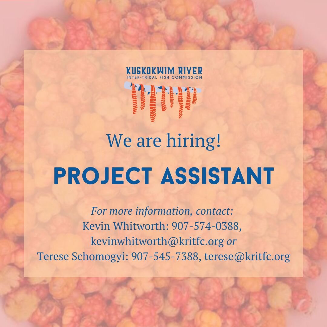 We are hiring a Project Assistant to work with our team this summer!

The Project Assistant provides administrative, technical, and logistic support for KRITFC&rsquo;s salmon management and monitoring programs during the salmon season. This person wo