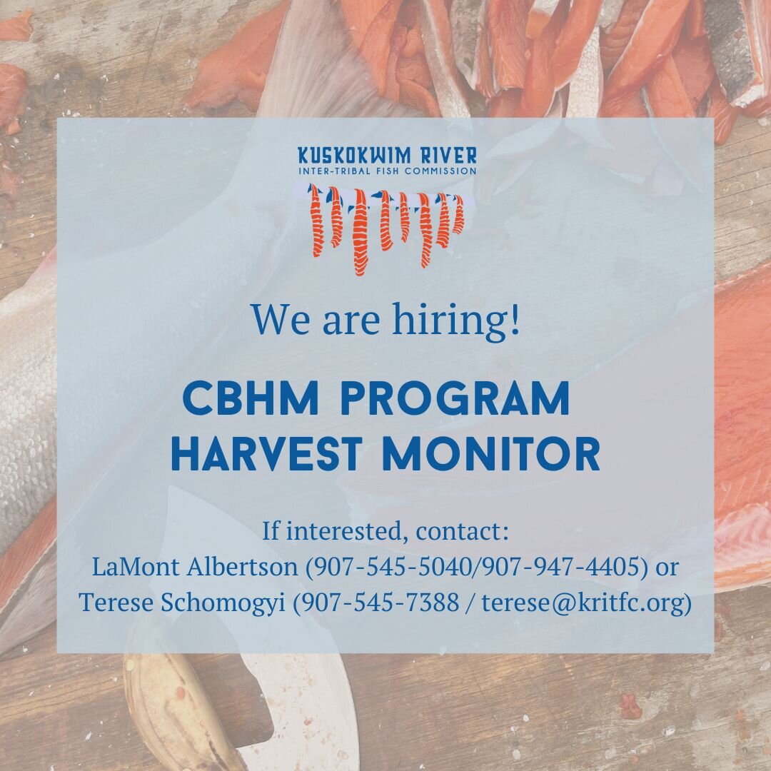 We are hiring for our Community-Based Harvest Monitoring Program! 

Through the CBHM program, we employ Harvest Monitors to survey fishermen in their communities about their fishing trips and harvests during and after salmon openers. All survey infor