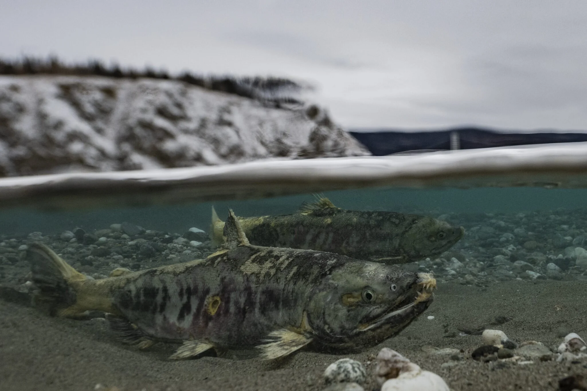 2023 NOAA Arctic Report Card Features Western Alaska Salmon Crisis