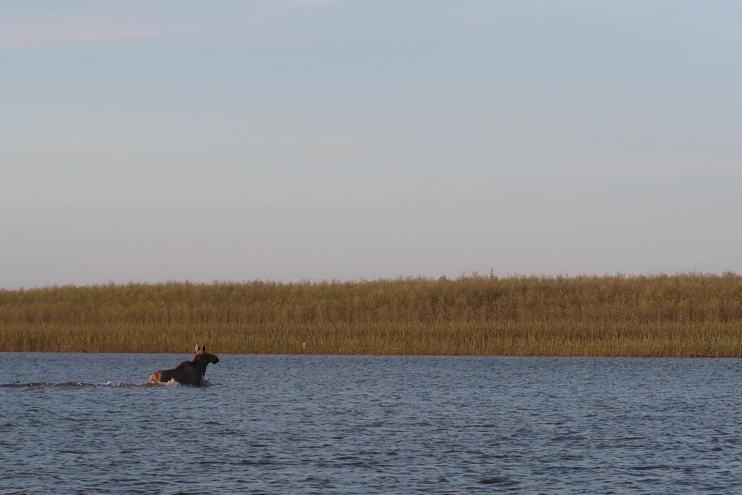 ADFG Kuskokwim River Fishery Announcement #2 