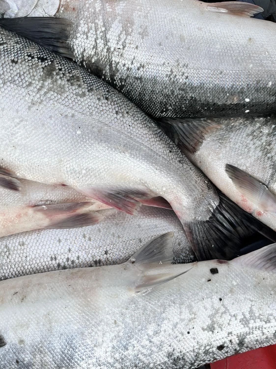 2024 Third Announcement for Kuskokwim River Fishing Opportunities