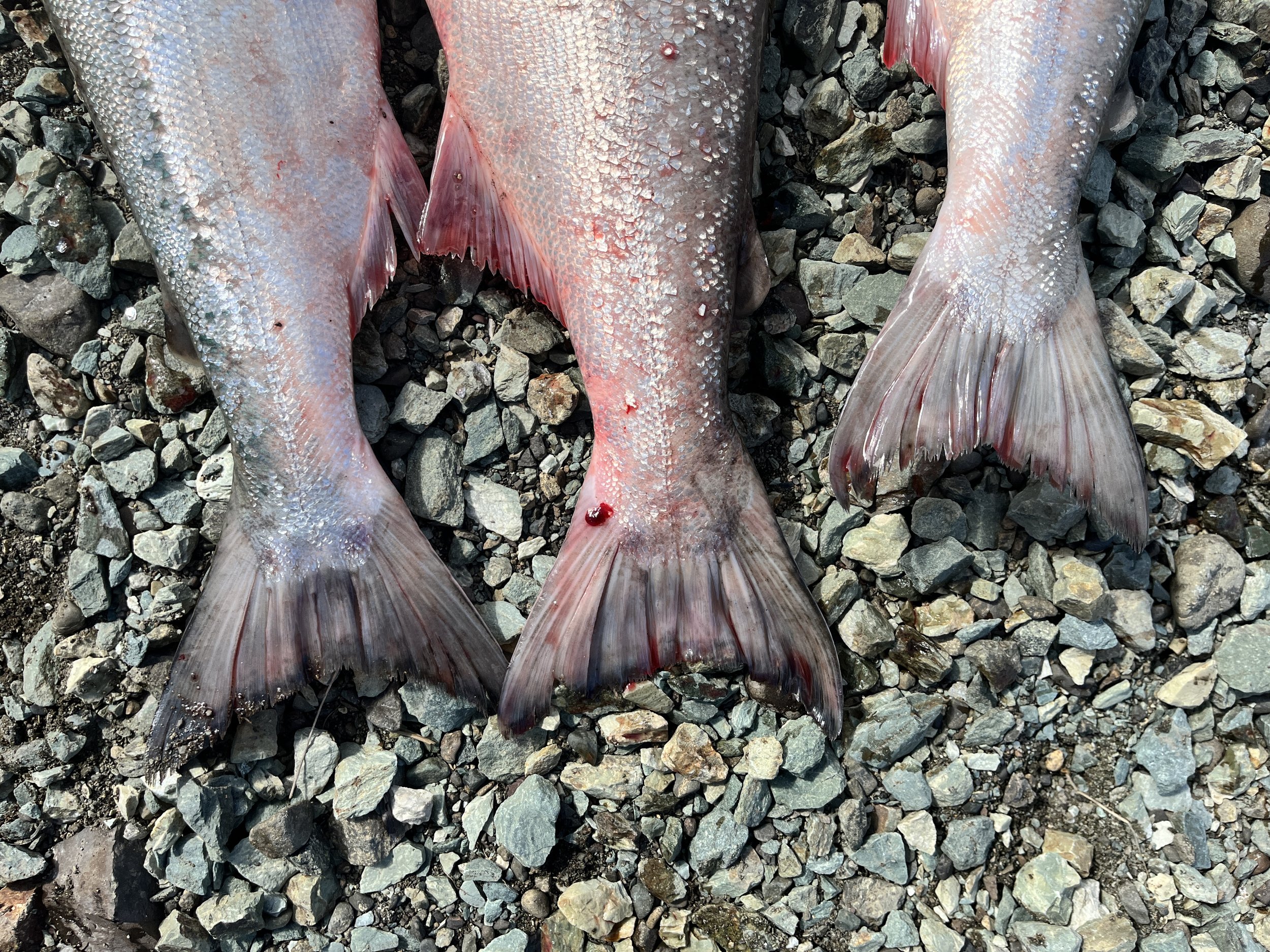 Federal Fishing Announcement #5: Drift and set net opportunities