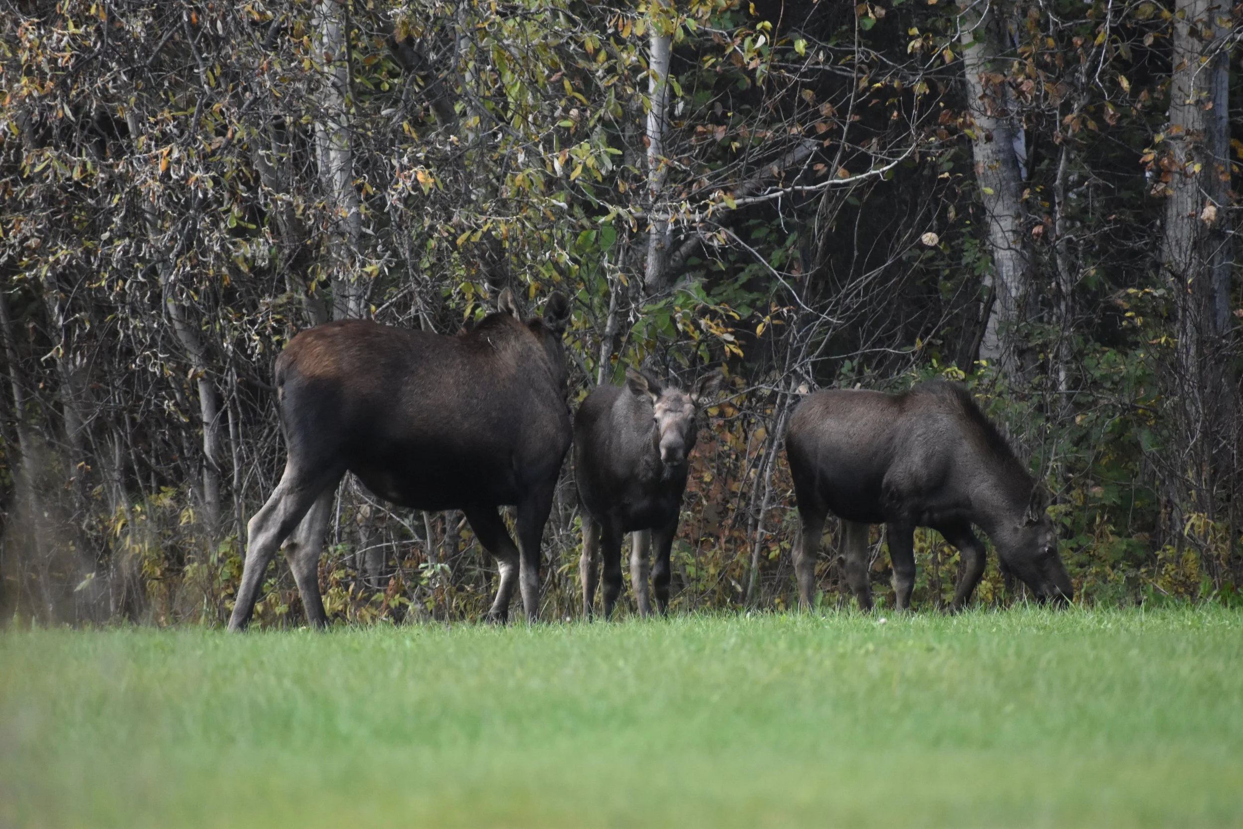 TAKE ACTION: How you can help protect the Federal Subsistence Board