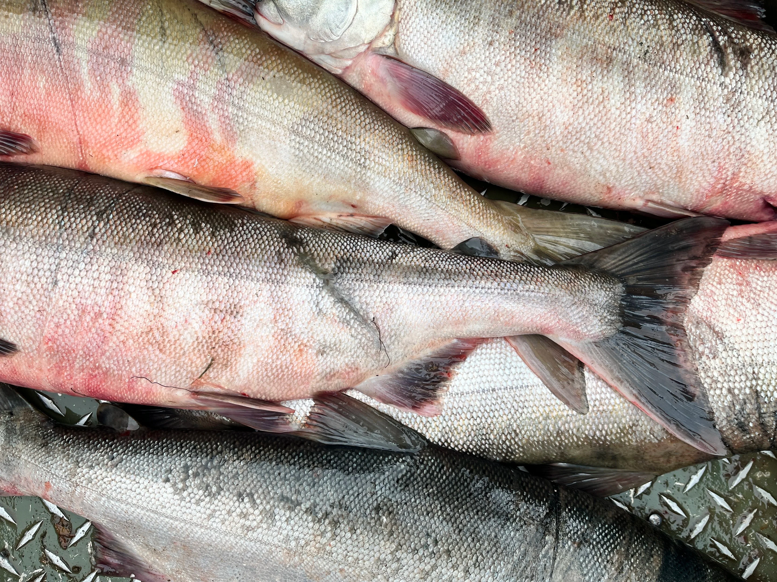  NPFMC Takes Limited Step on Chum Salmon Bycatch, Ignores Tribal Knowledge and Urgent Calls for Meaningful Limits