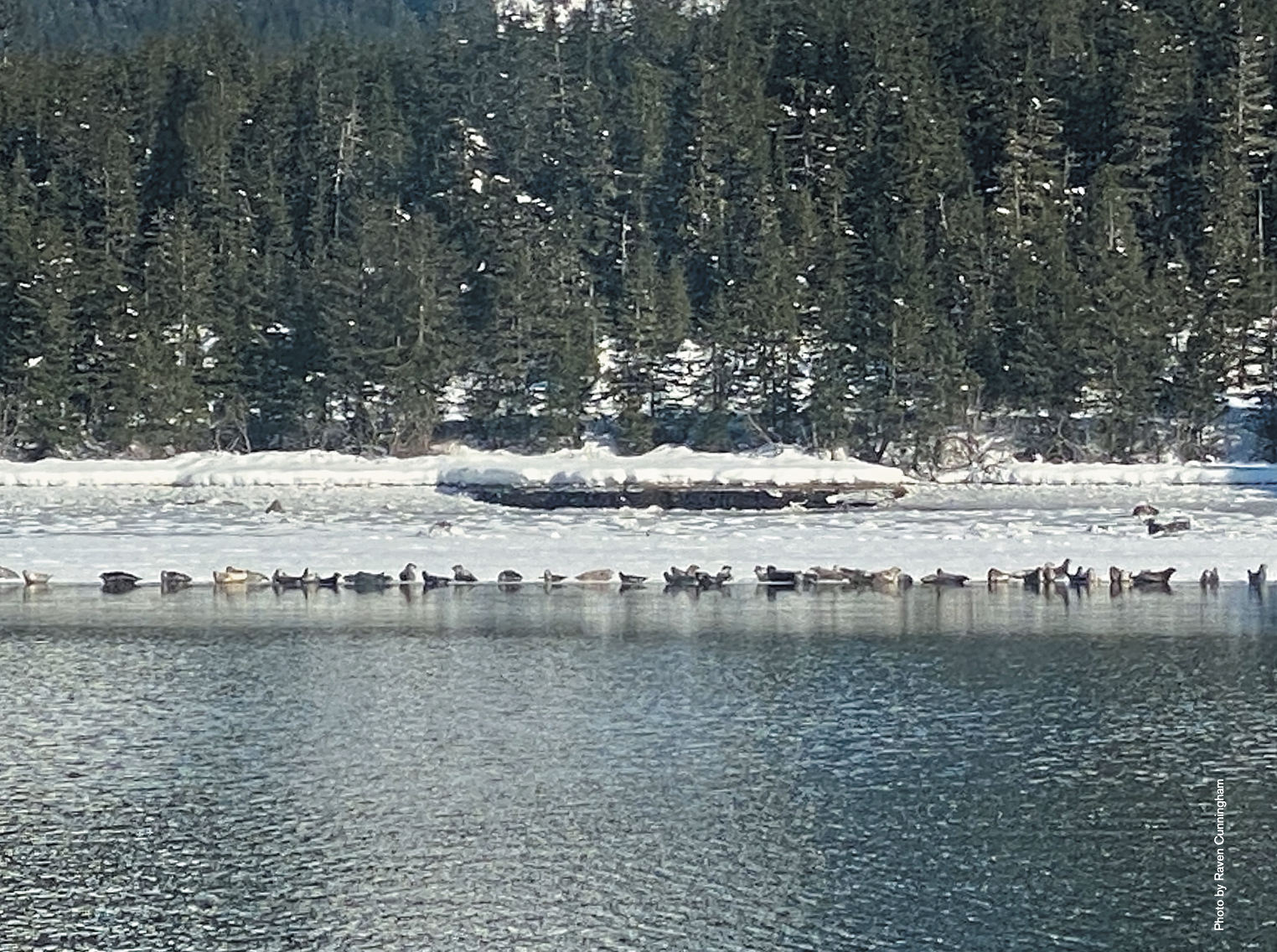 Publication: Restoring Tribal Sovereignty in Alaska