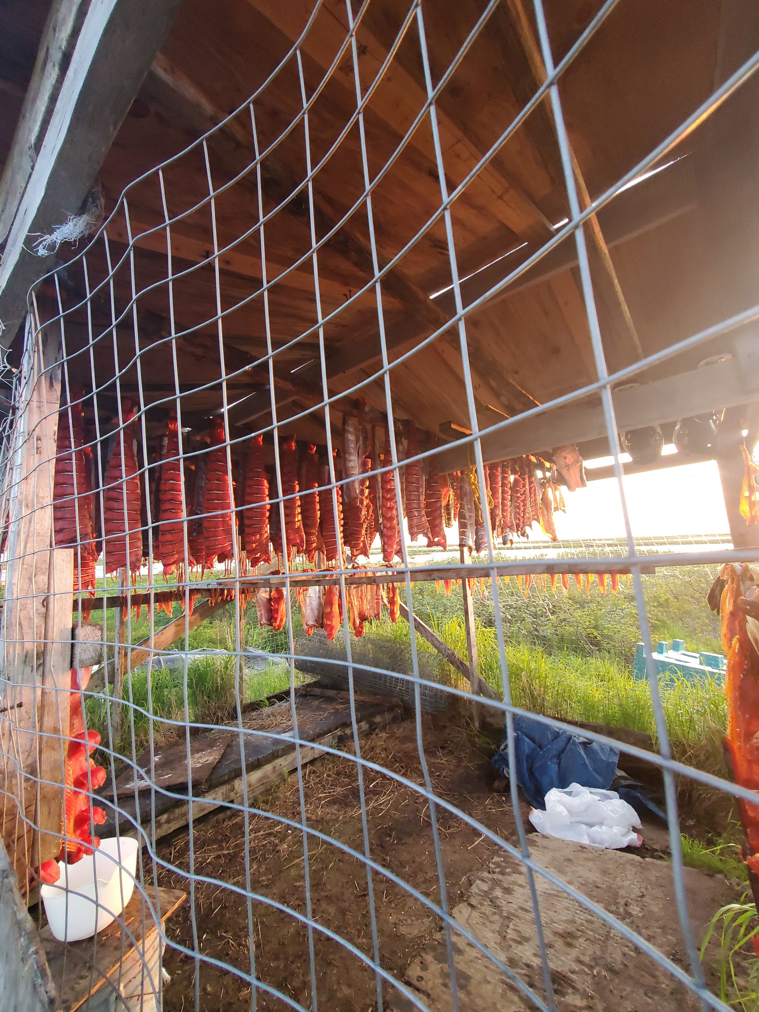 Alaska Attorney General refuses to uphold protections for Western Alaskan Salmon, supporting commercial fisheries over subsistence