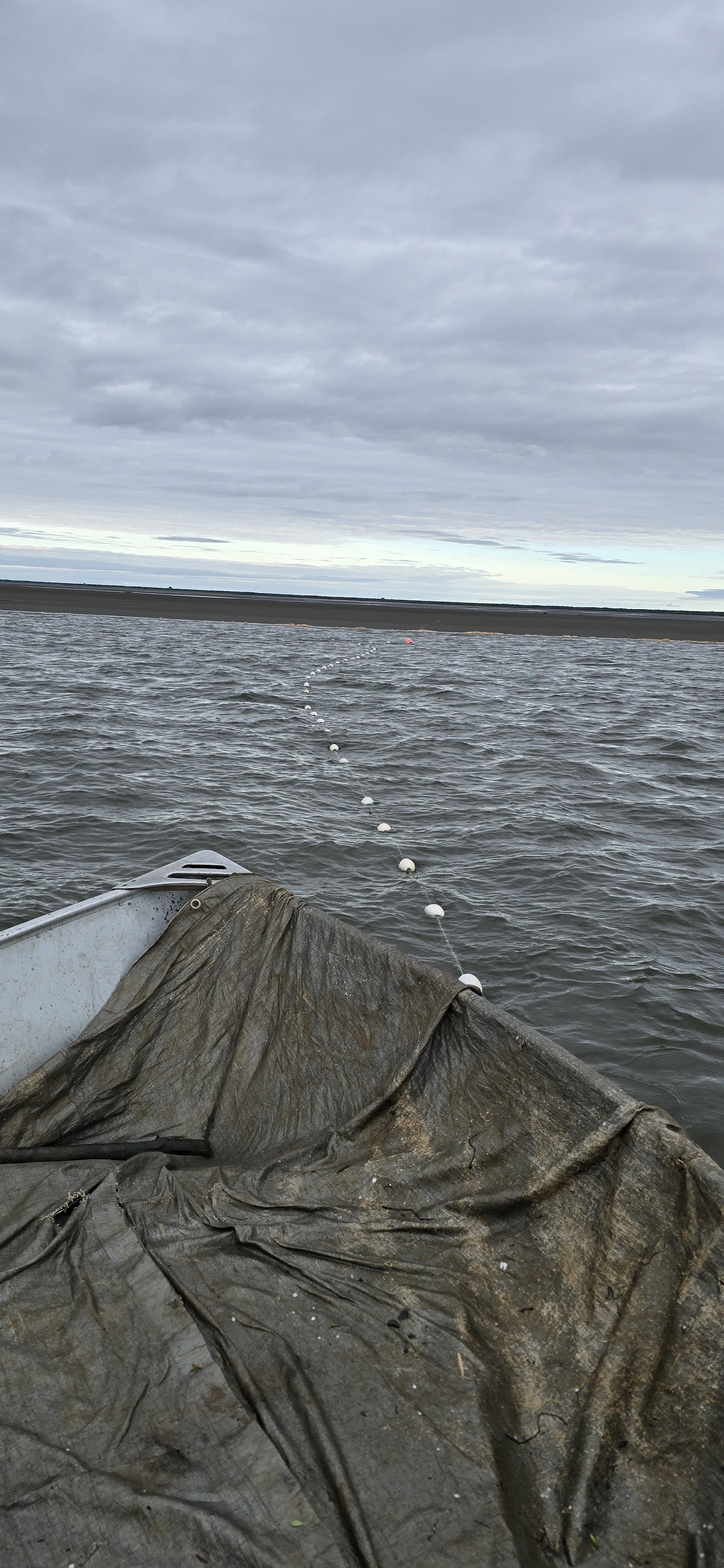 FEDERAL FISHING ANNOUNCEMENT #1: SET AND DRIFTNET OPPORTUNITIES