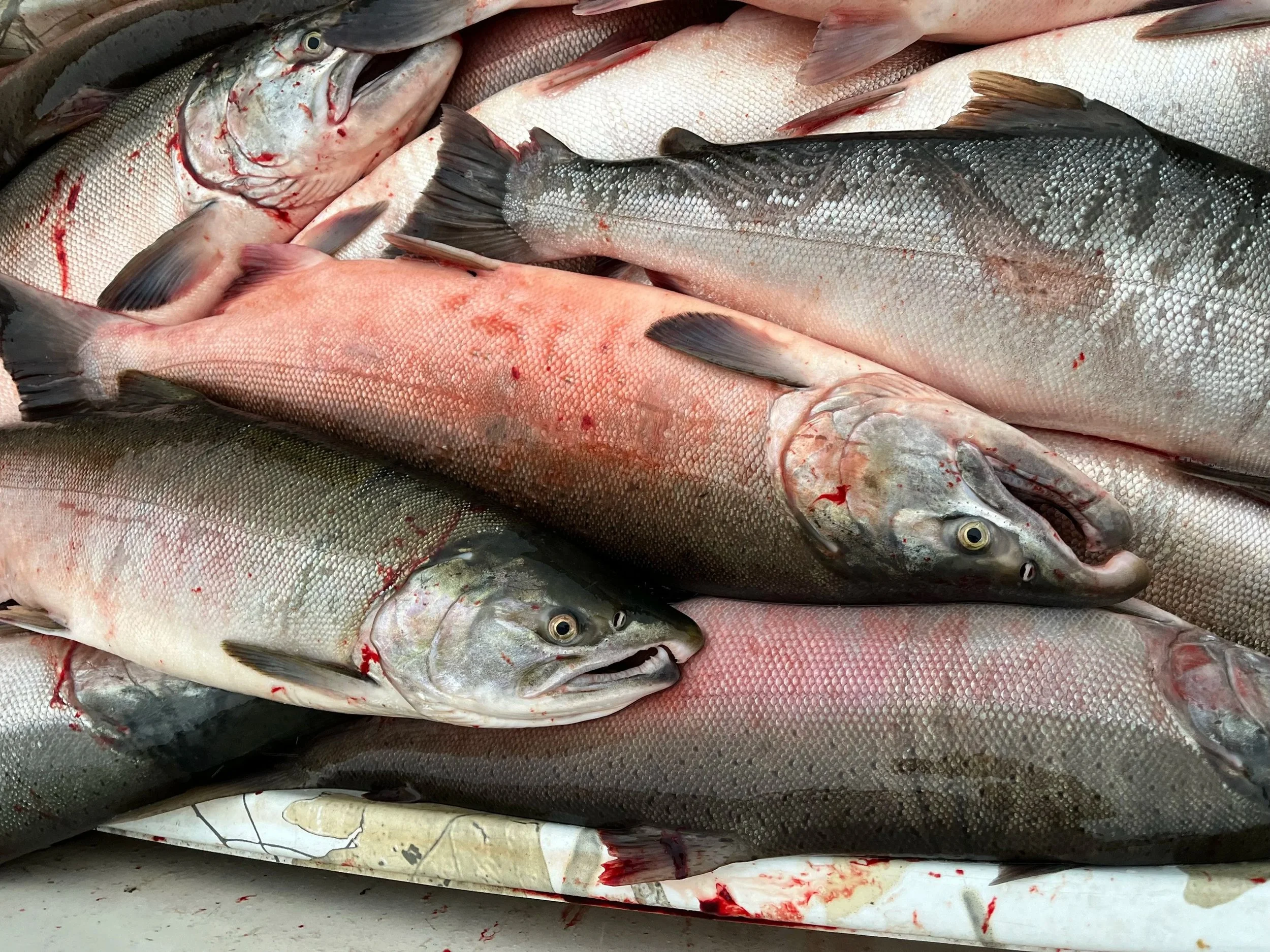 Third Announcement For Federal Fishing Opportunities