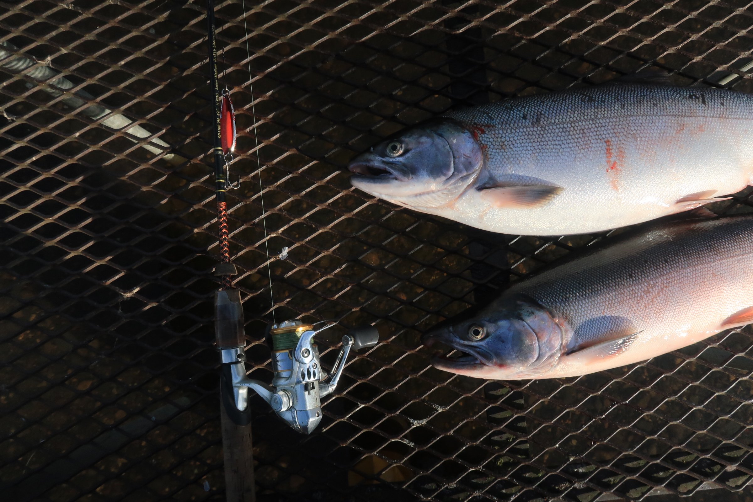 ADF&amp;G Fishery Announcement #5: River to close for the protection of coho