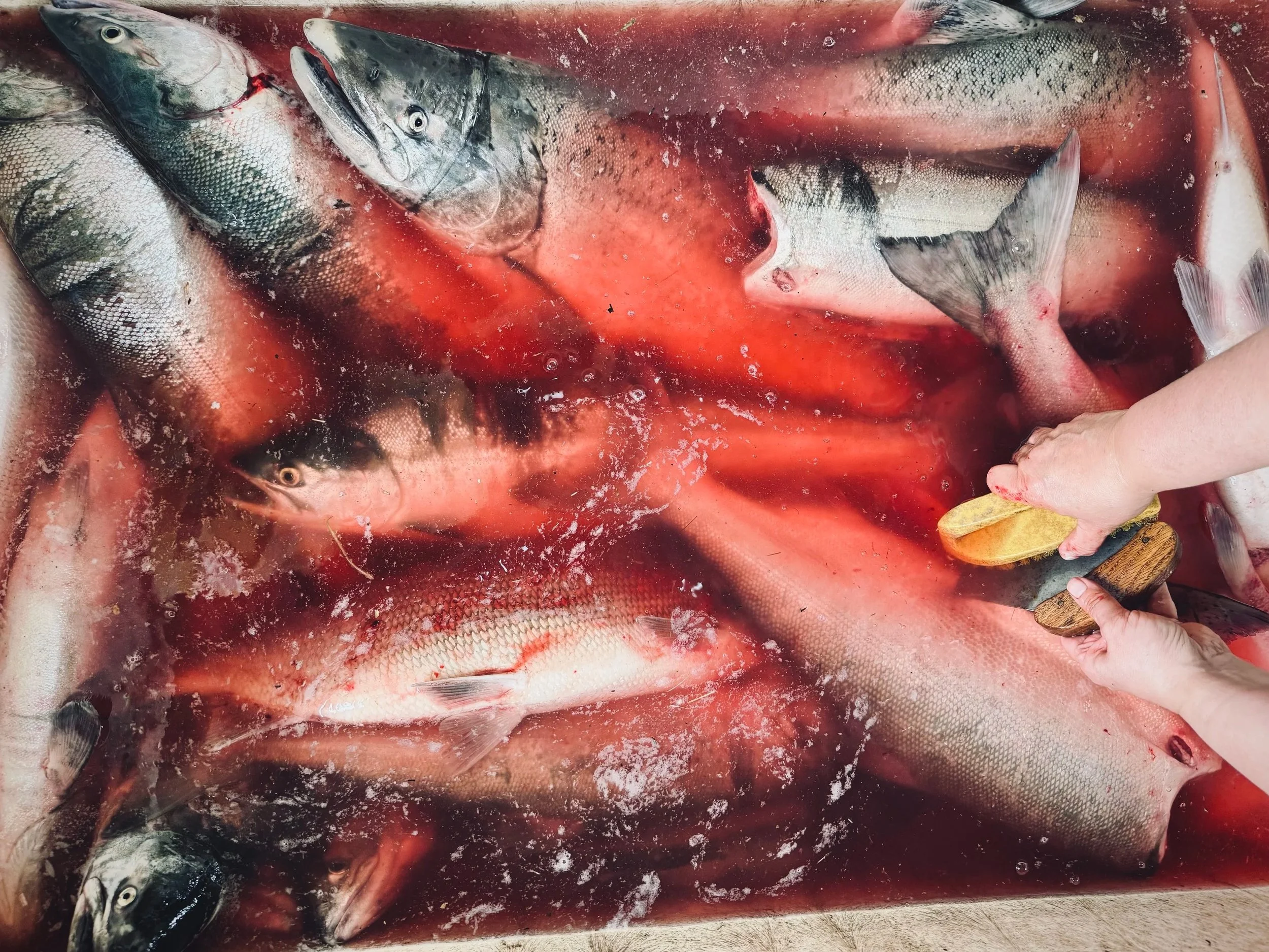 BurnettL_ulaq and fresh catch.jpg