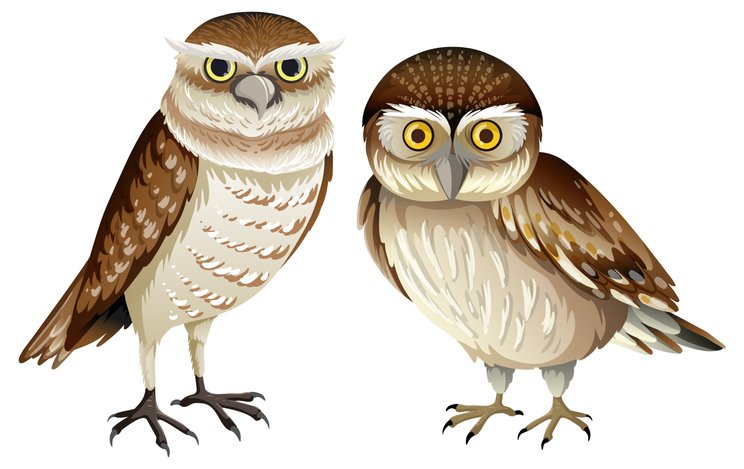 Wise Owls