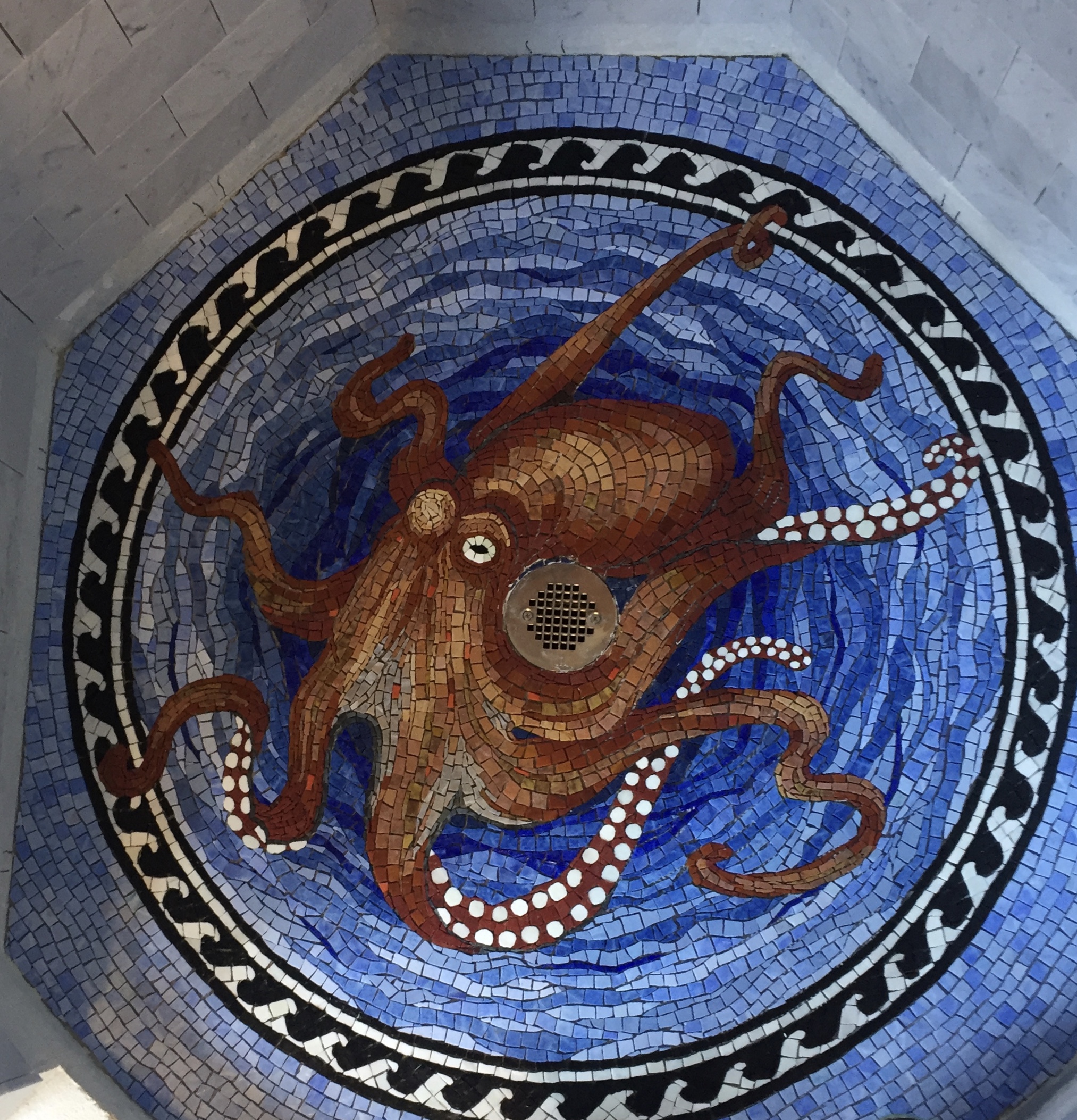 Octopus_IMG_6547.jpg