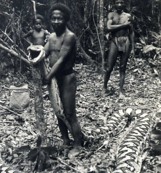 Here is another view of the 23 foot snake that Uncle Kekek killed and we were able to eat.