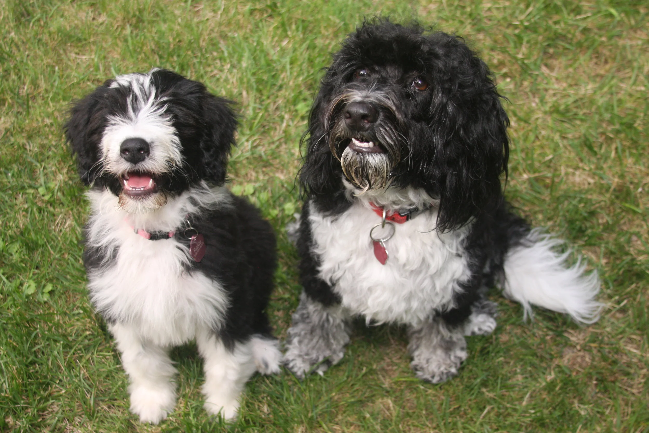 Blessing of the Animals