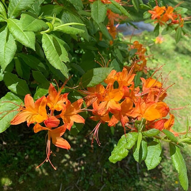 This azalea is 🔥🔥🔥🔥!