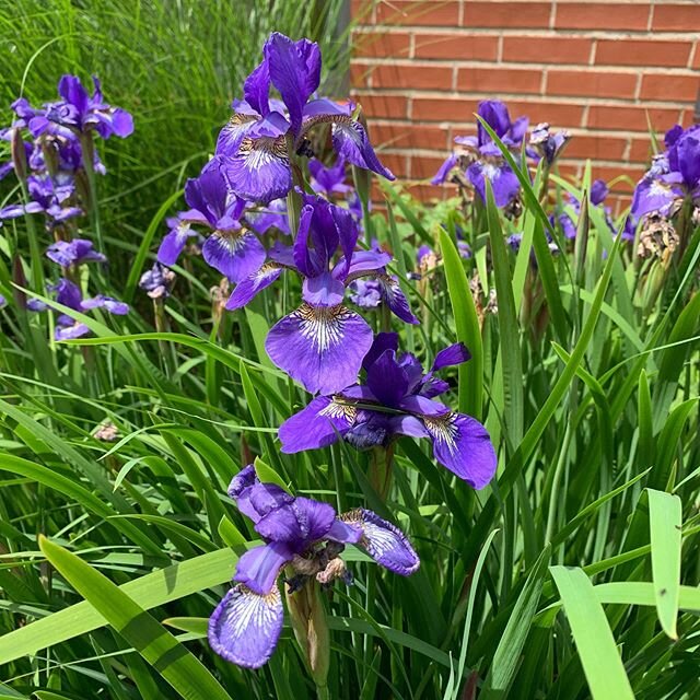 These irises in the courtyard are *chef&rsquo;s kiss*