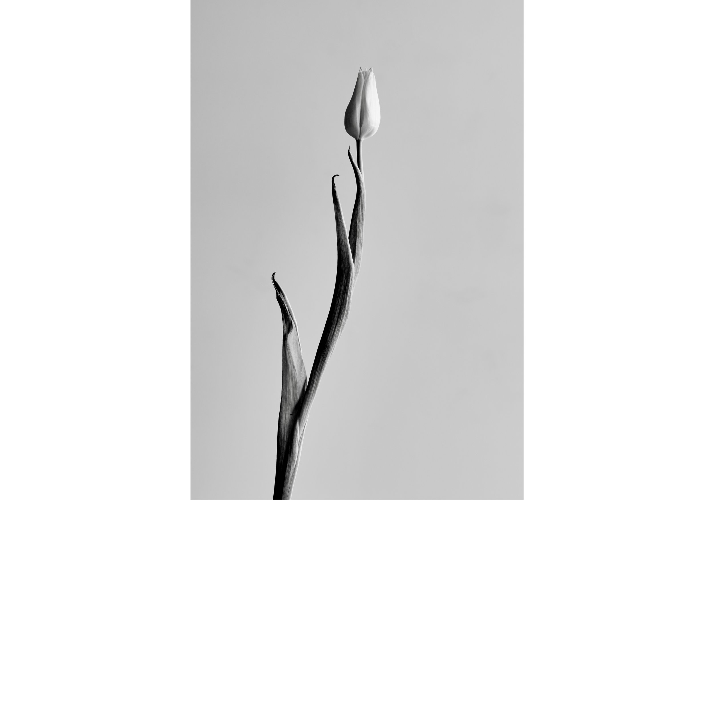 BLSH_Flowers_014_Web 1_copy.jpg