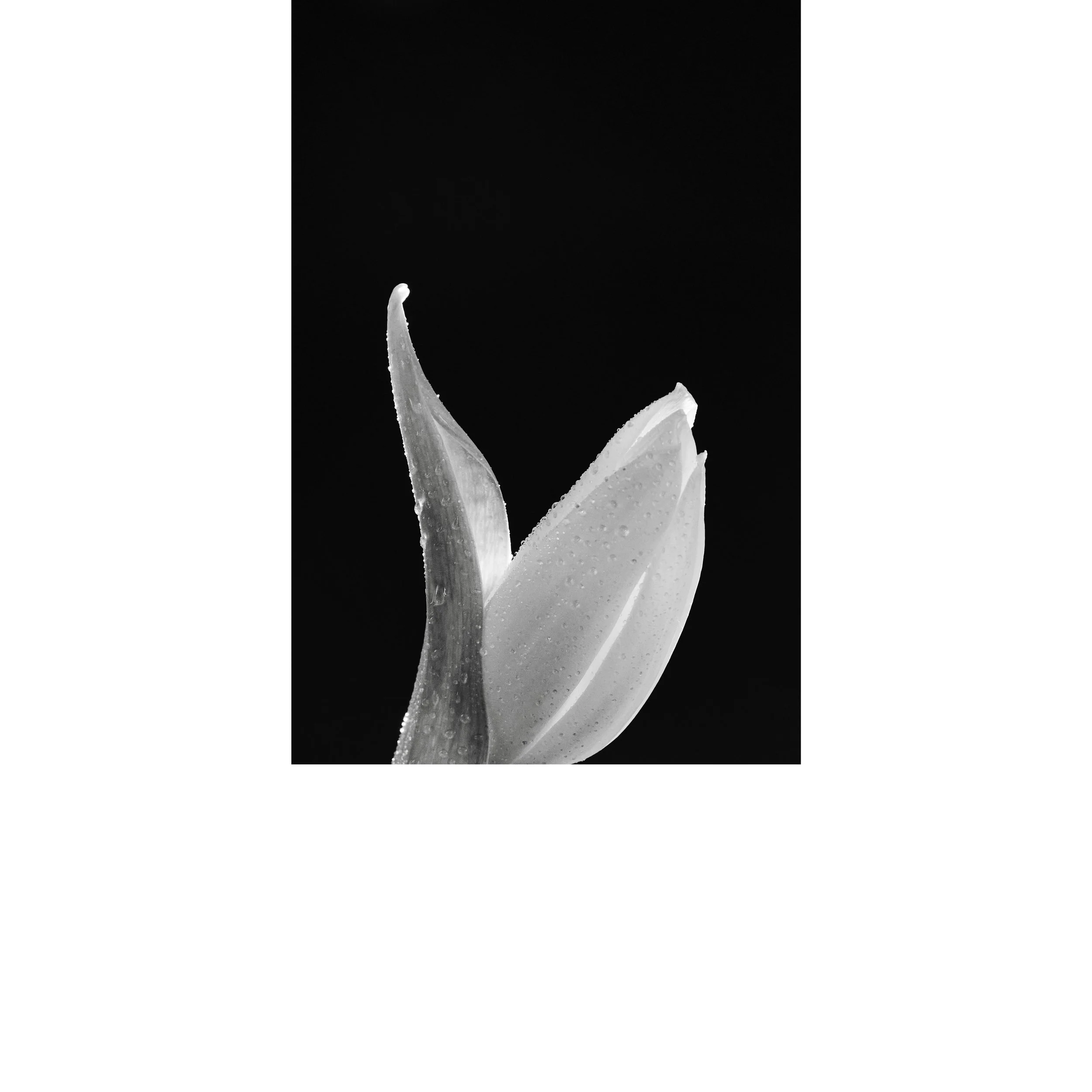 BLSH_Flowers_163_Web 1_copy.jpg