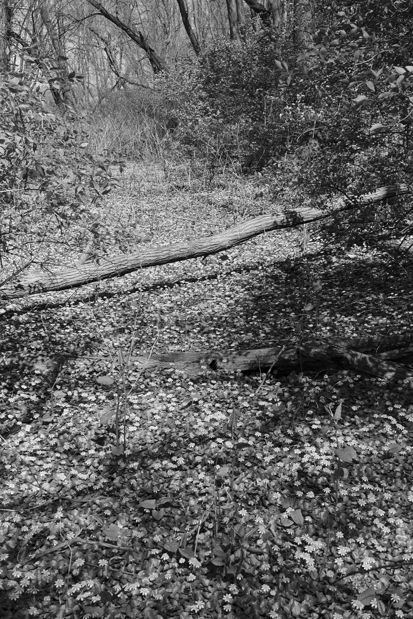 BERG.ROLL_11_2024_ 014 copy.jpg