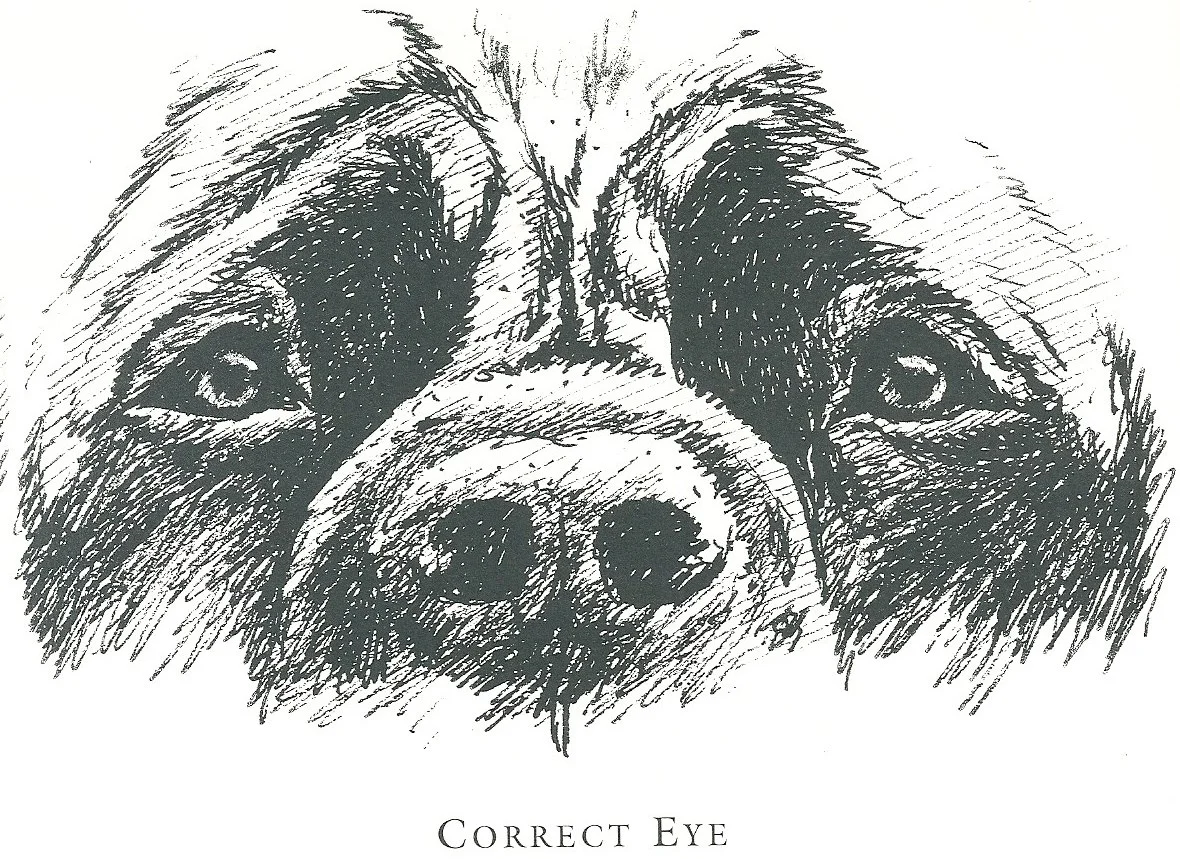Eyes - Correct eye.jpg
