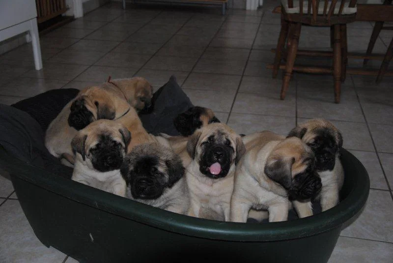 Sando's Puppies in a Basket.