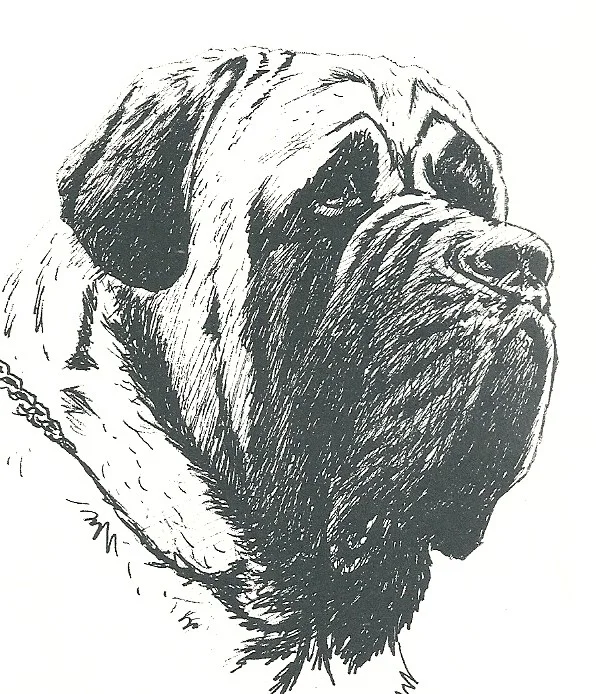 Short ears, wrinkled over nose/under the eyes, too long in jowl