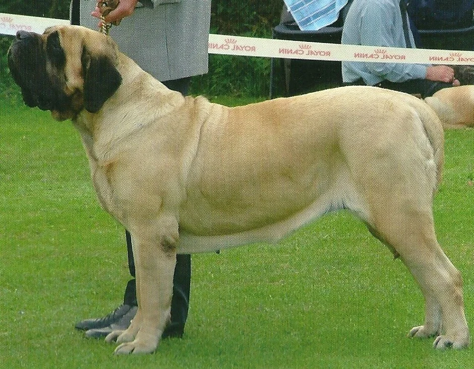 Lady Lavinia0001.jpg