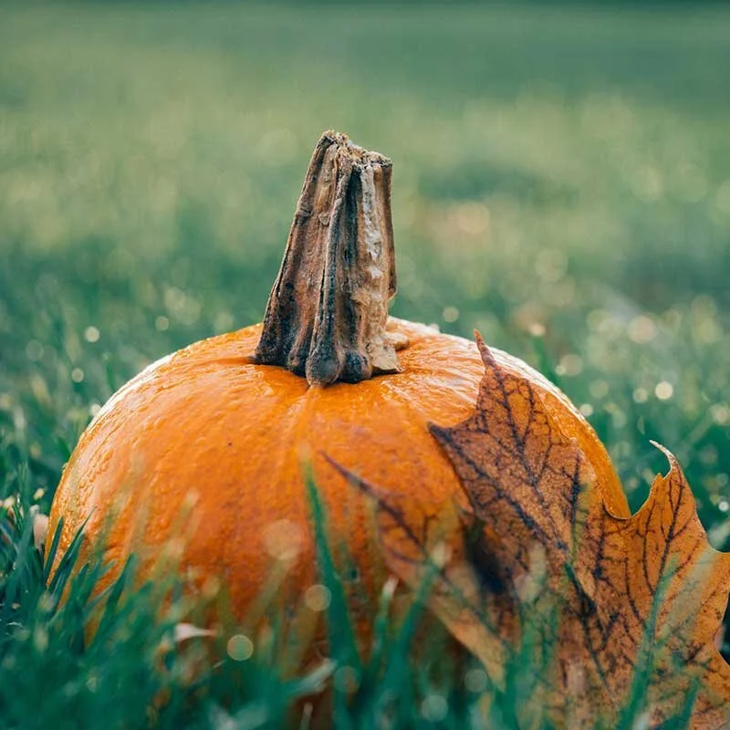 punkin.jpg
