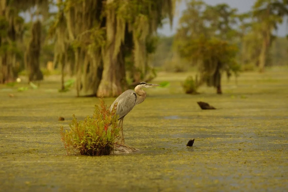 swamp-snaps-2016-071.jpg