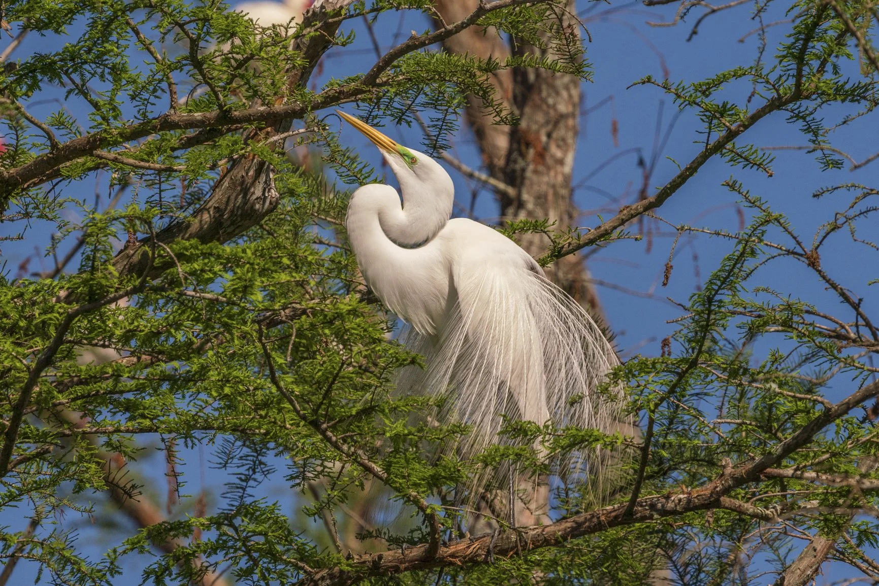 3rd Place Spring 2025-Esther Fleming - Great Egret2.jpg