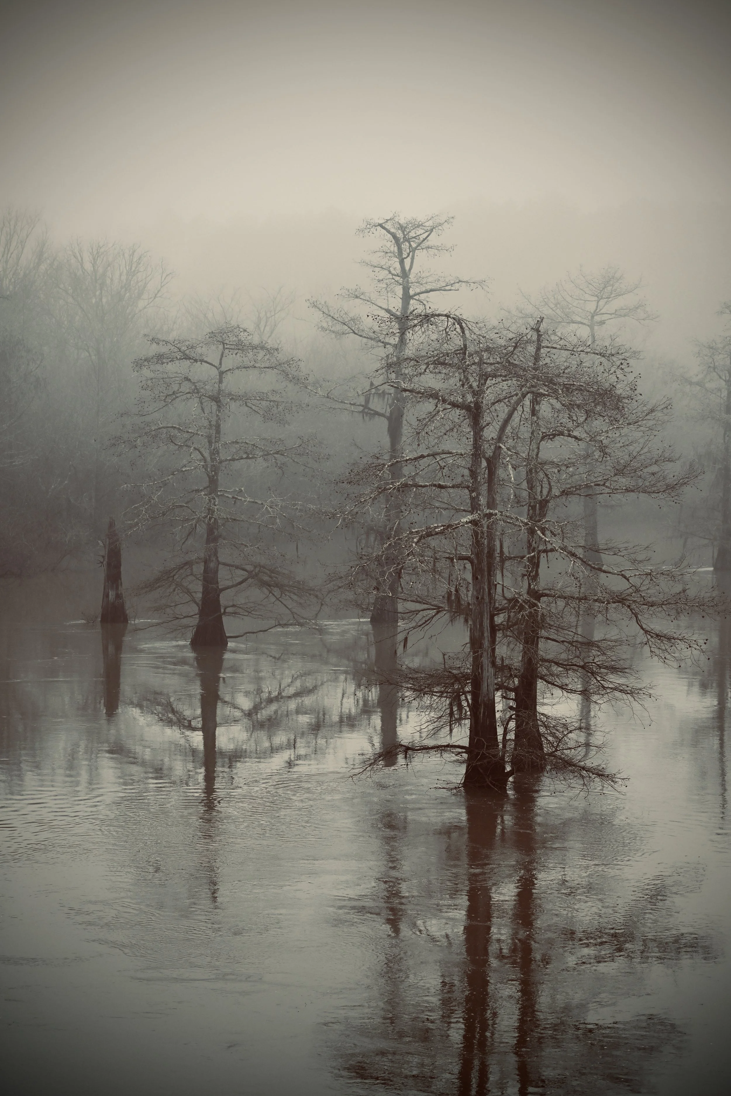 4th Most reach Spring 2025- Lacey Hoosier - Sentinels of the Swamp 2.jpg