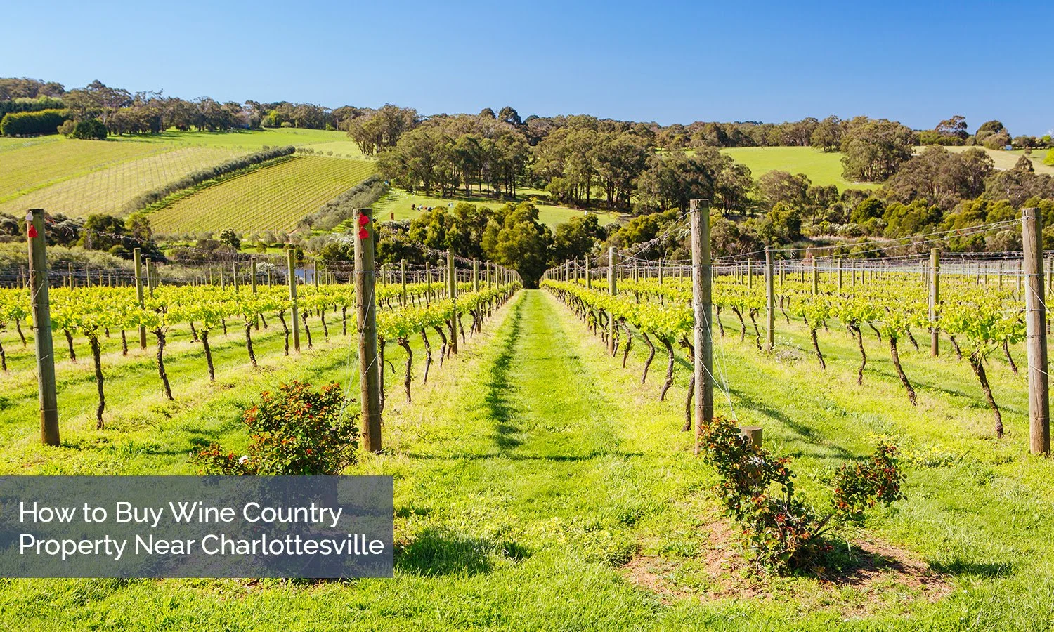 How to Buy Wine Country Property Near Charlottesville