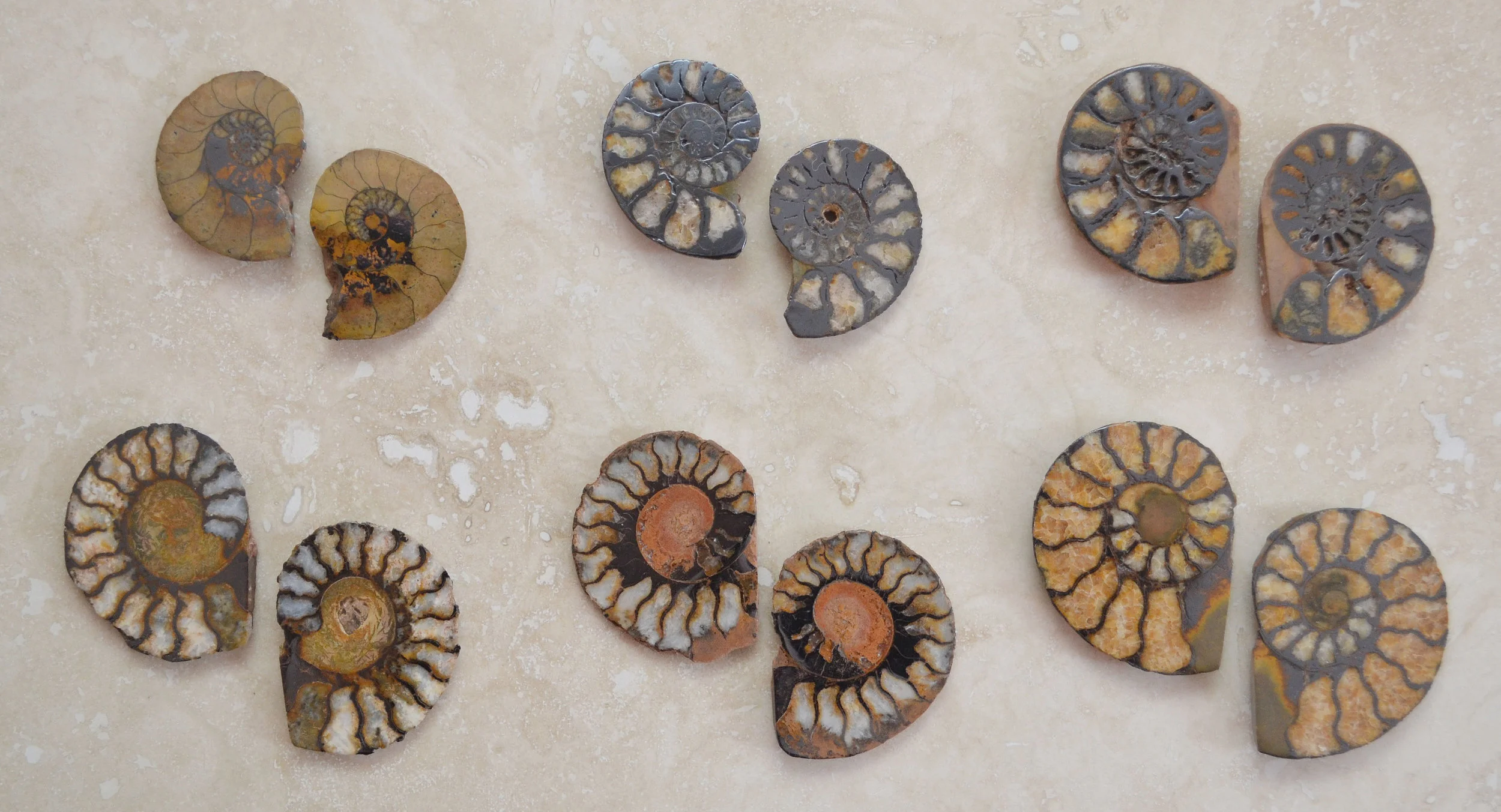 ammoninte post earrings.jpg