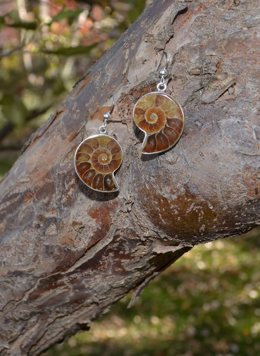 ammonite ears #5 on tree.jpg