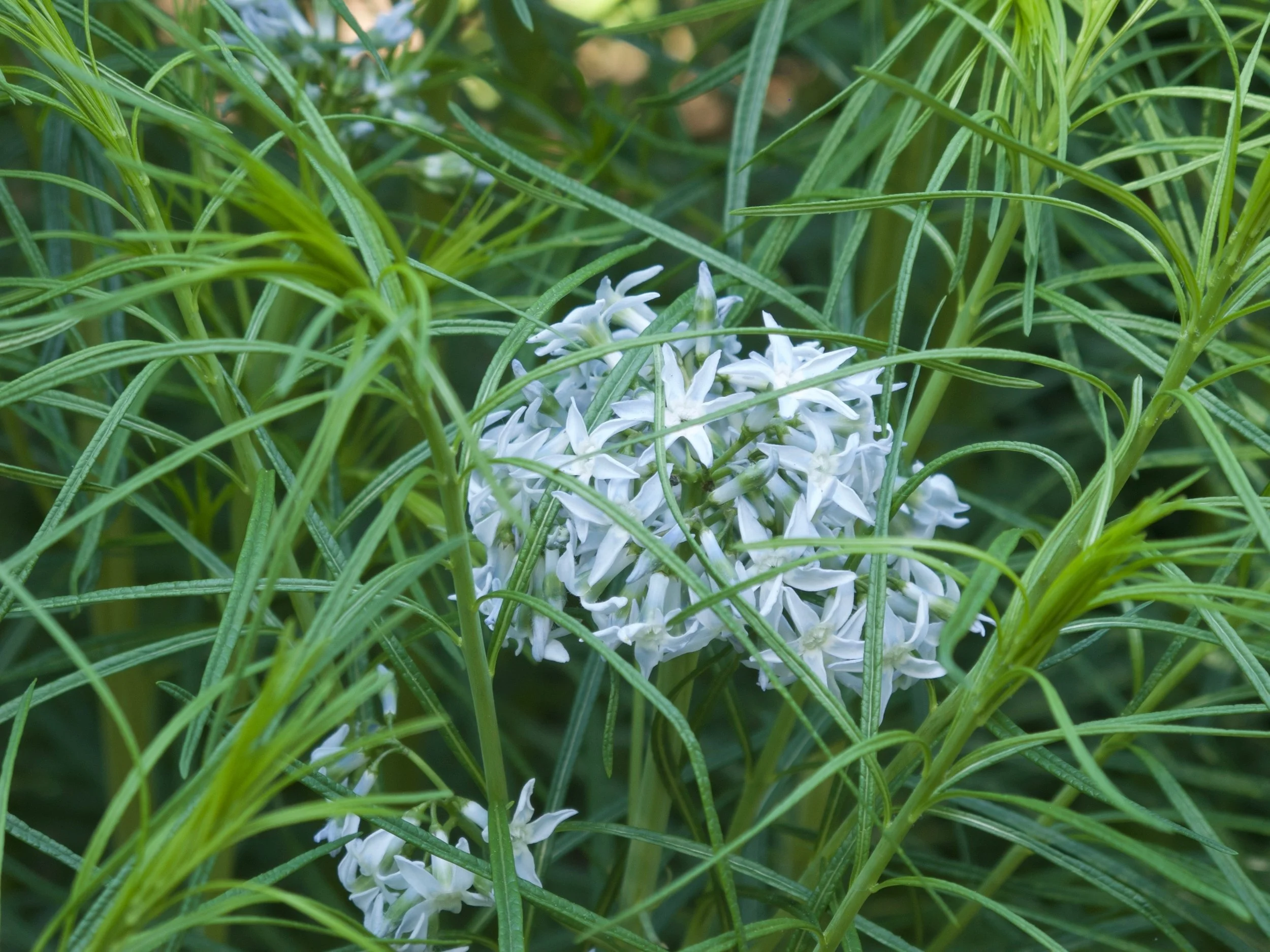 FlowerGrass.jpg