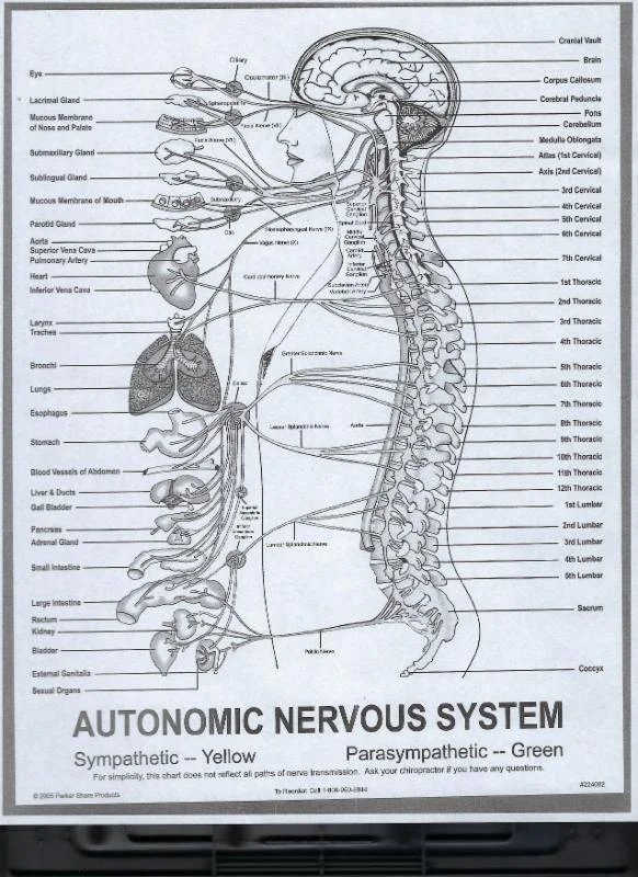 Autonomic Nervous System.jpg