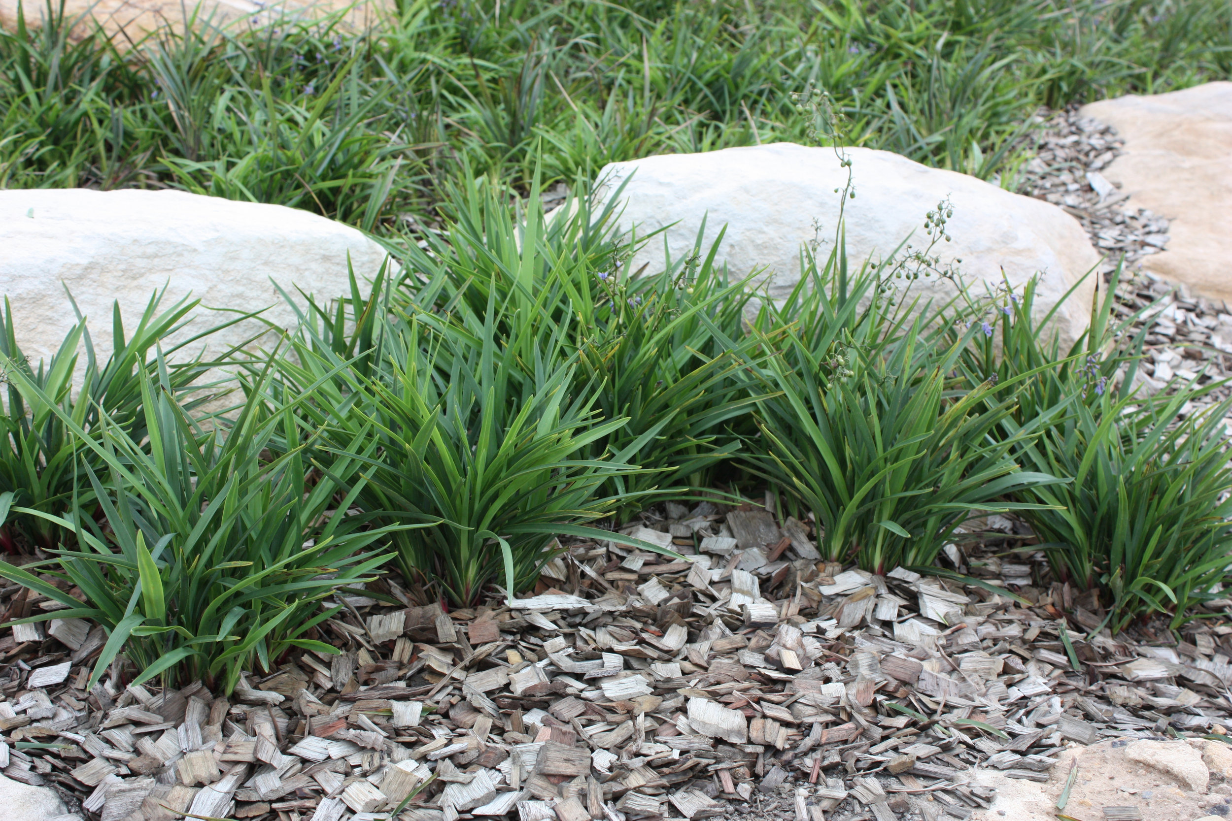 Aranda™ Dianella caerulea ‘DC150’ PBR