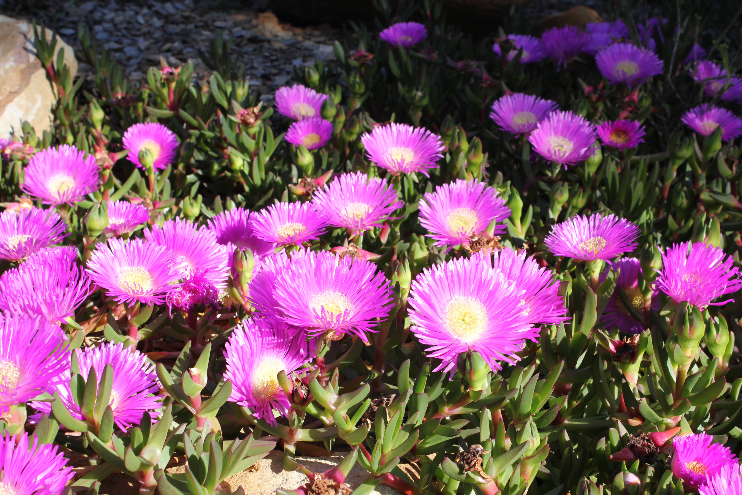 Aussie Rambler™ Carpobrotus glaucescens ‘CAR10’ PBR