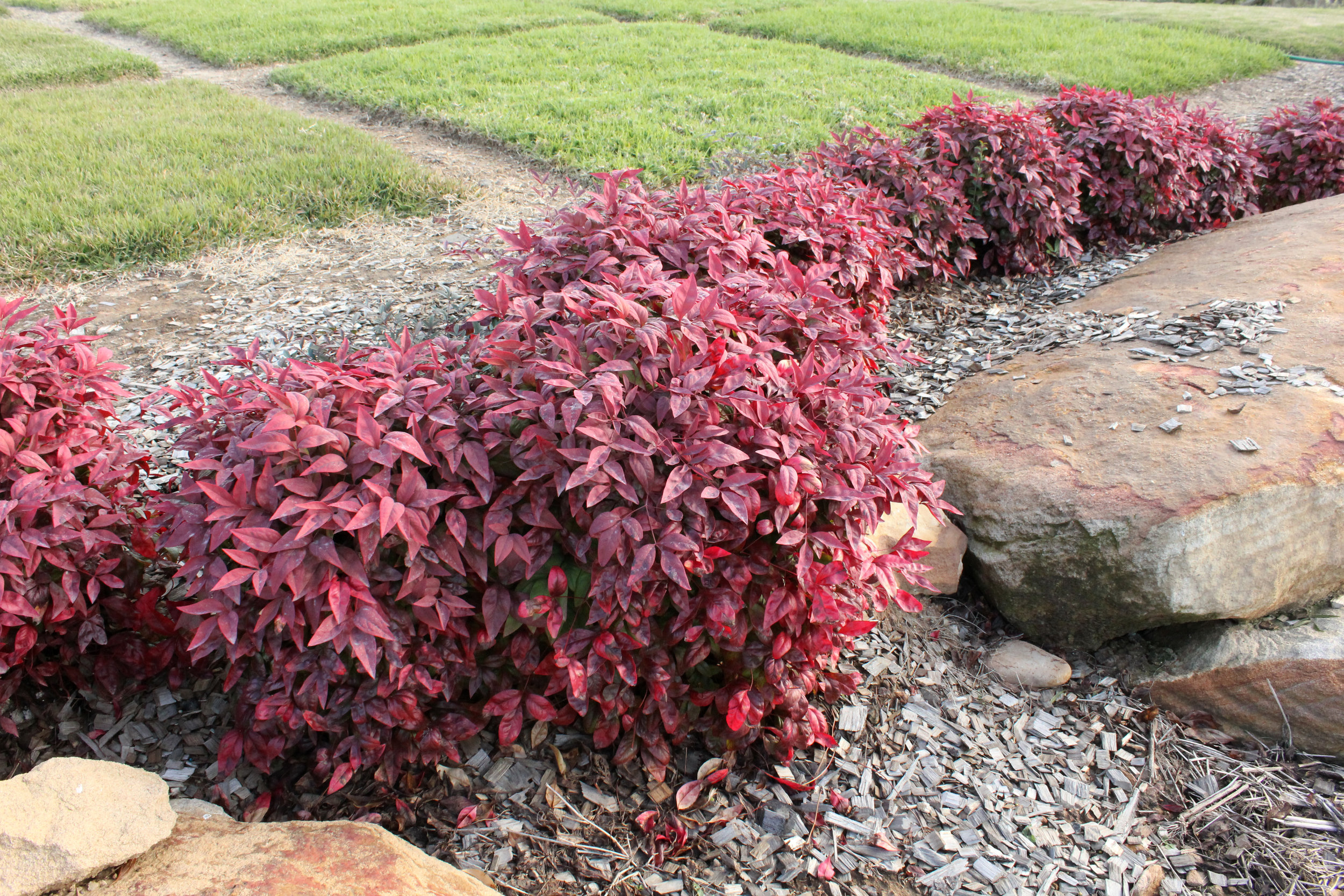 Blush™ Nandina domestica ‘AKA’ PBR