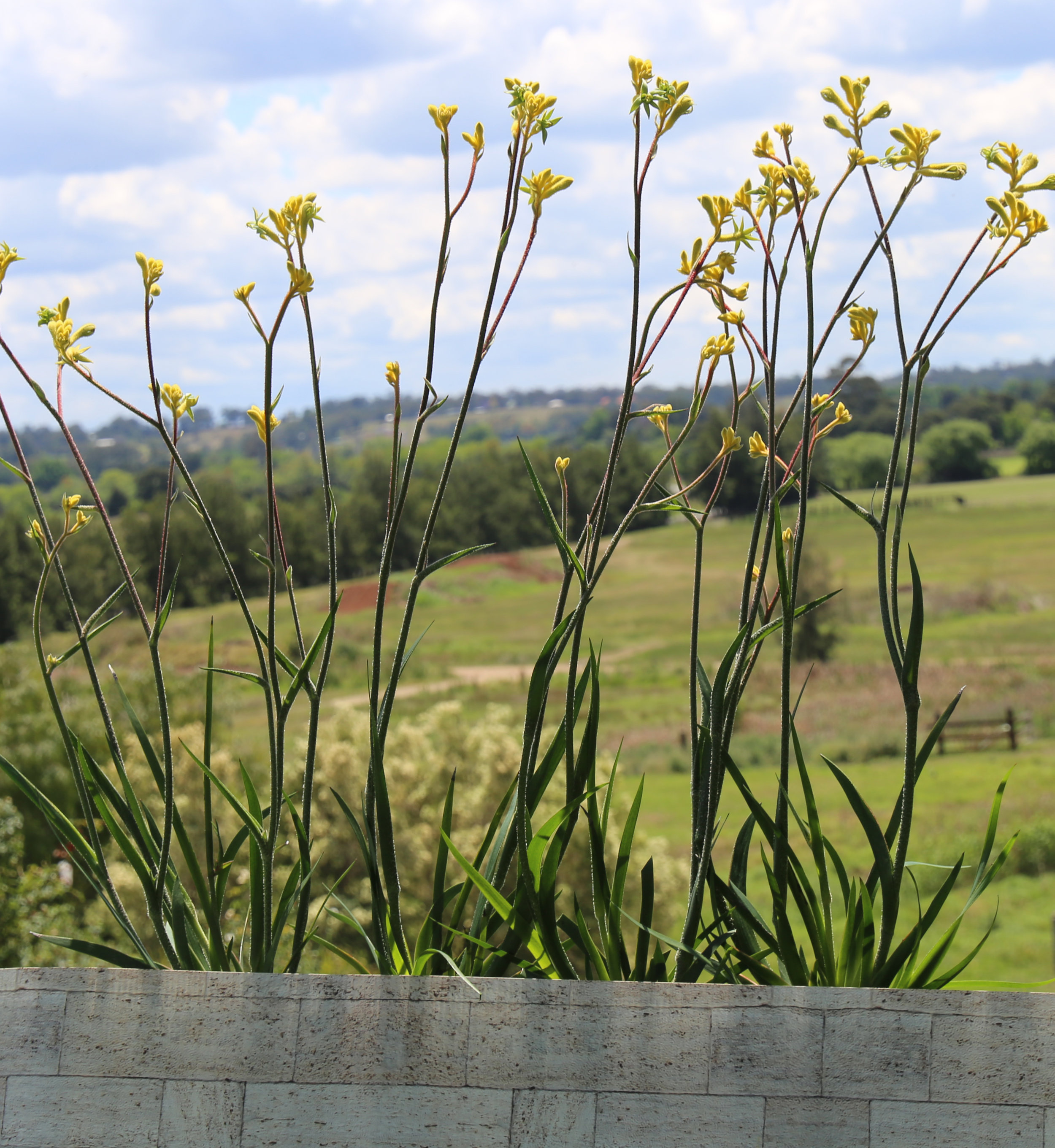 Everlasting Gold™ Anigozanthos hybrid ‘KP02’ PBR