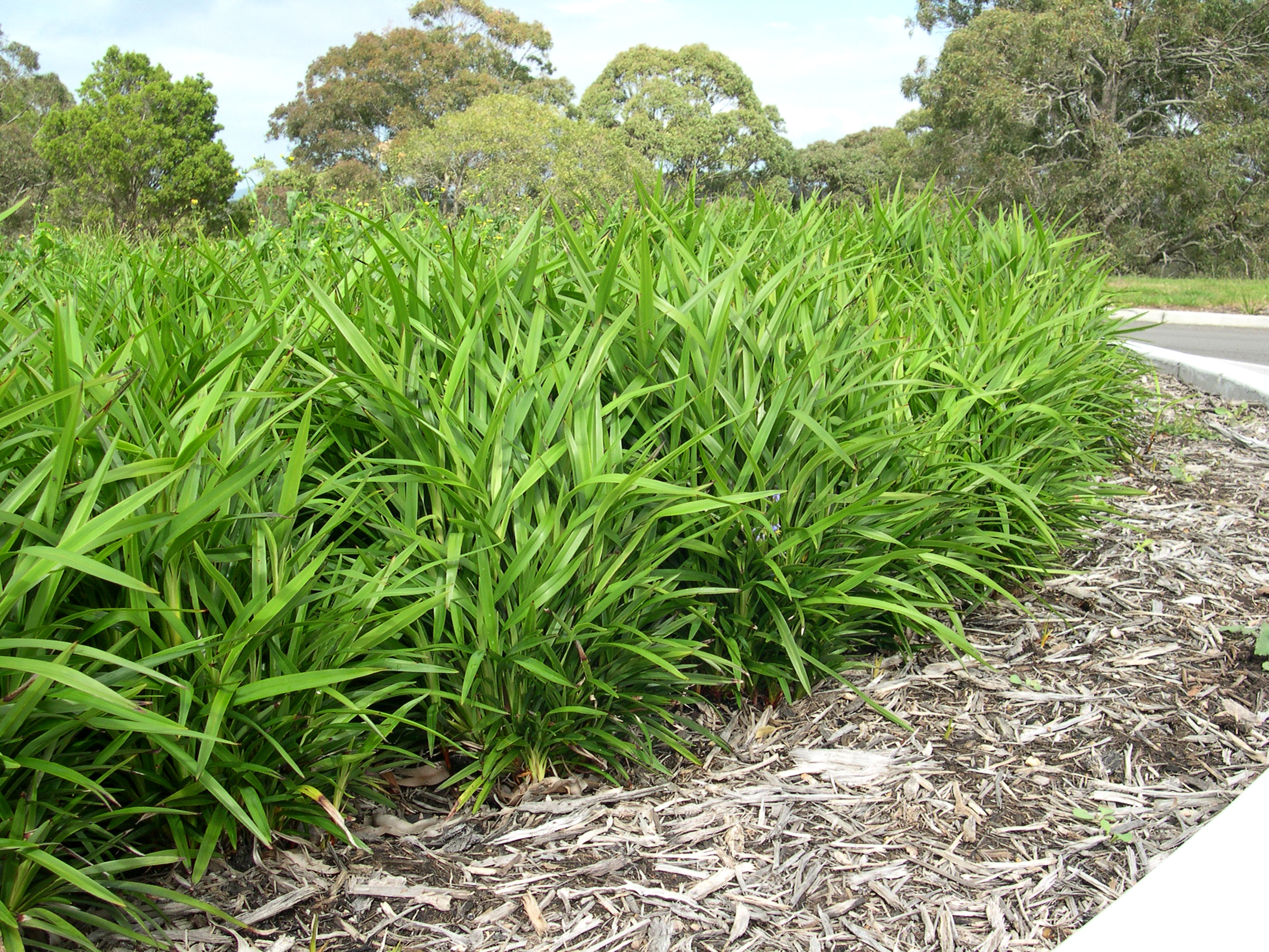 Little Jess™ Dianella caerulea ‘DCMP01’ PBR