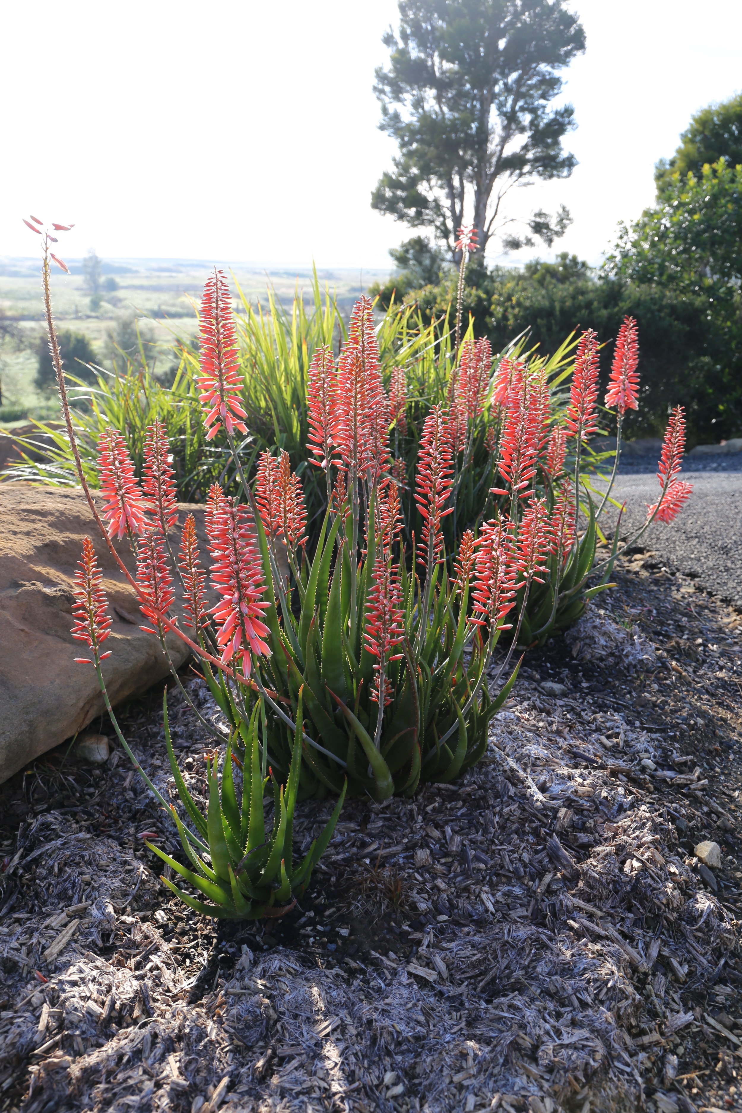 Mighty Coral™ Aloe hybrid ‘AL04’ PBR