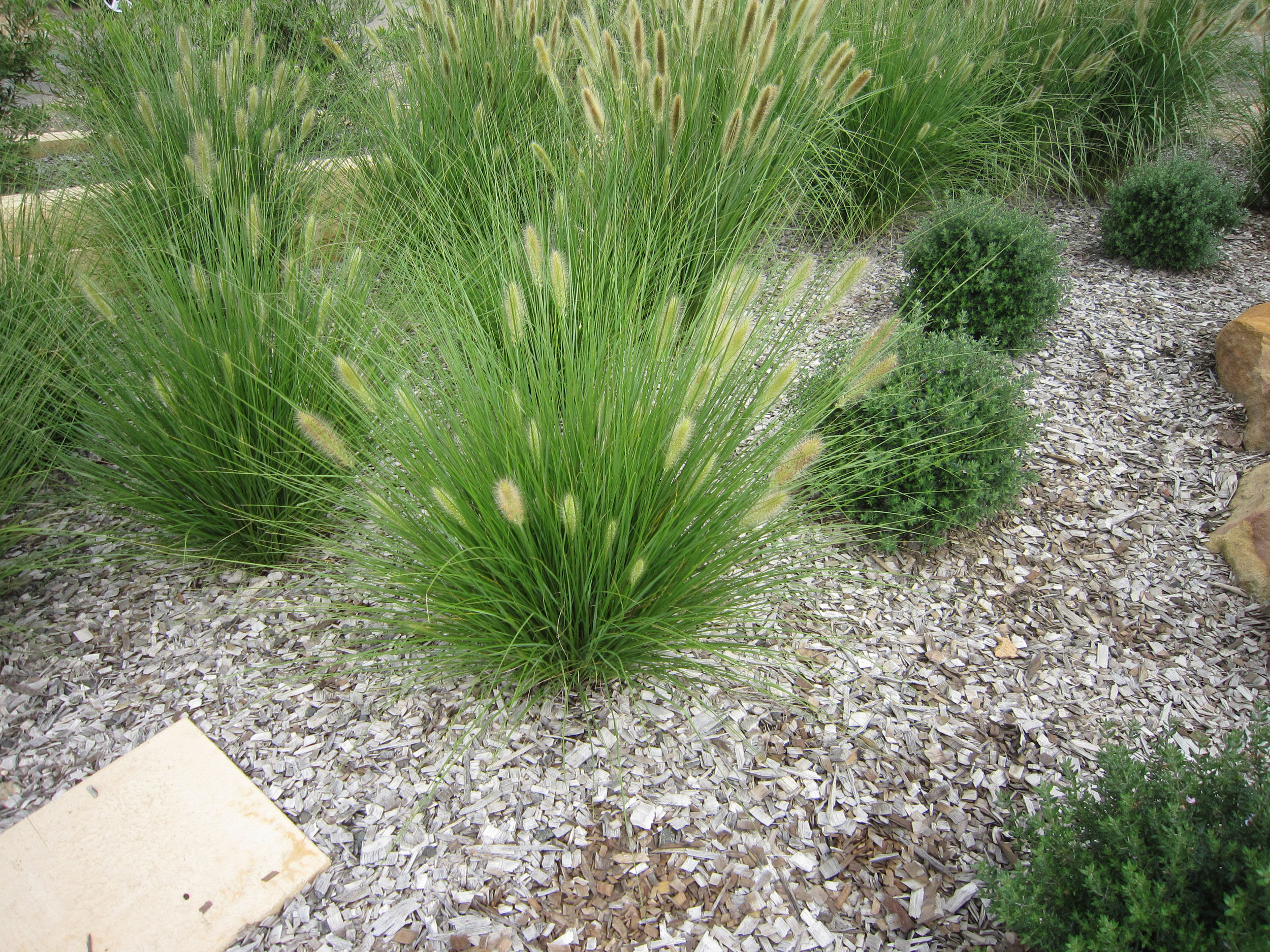 Nafray® Pennisetum alopecuroides ‘PA300’ PBR