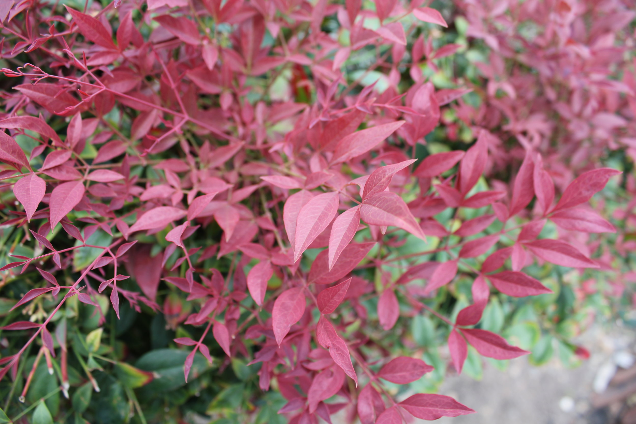 Obsession™ Nandina domestica ‘SEIKA’ PBR