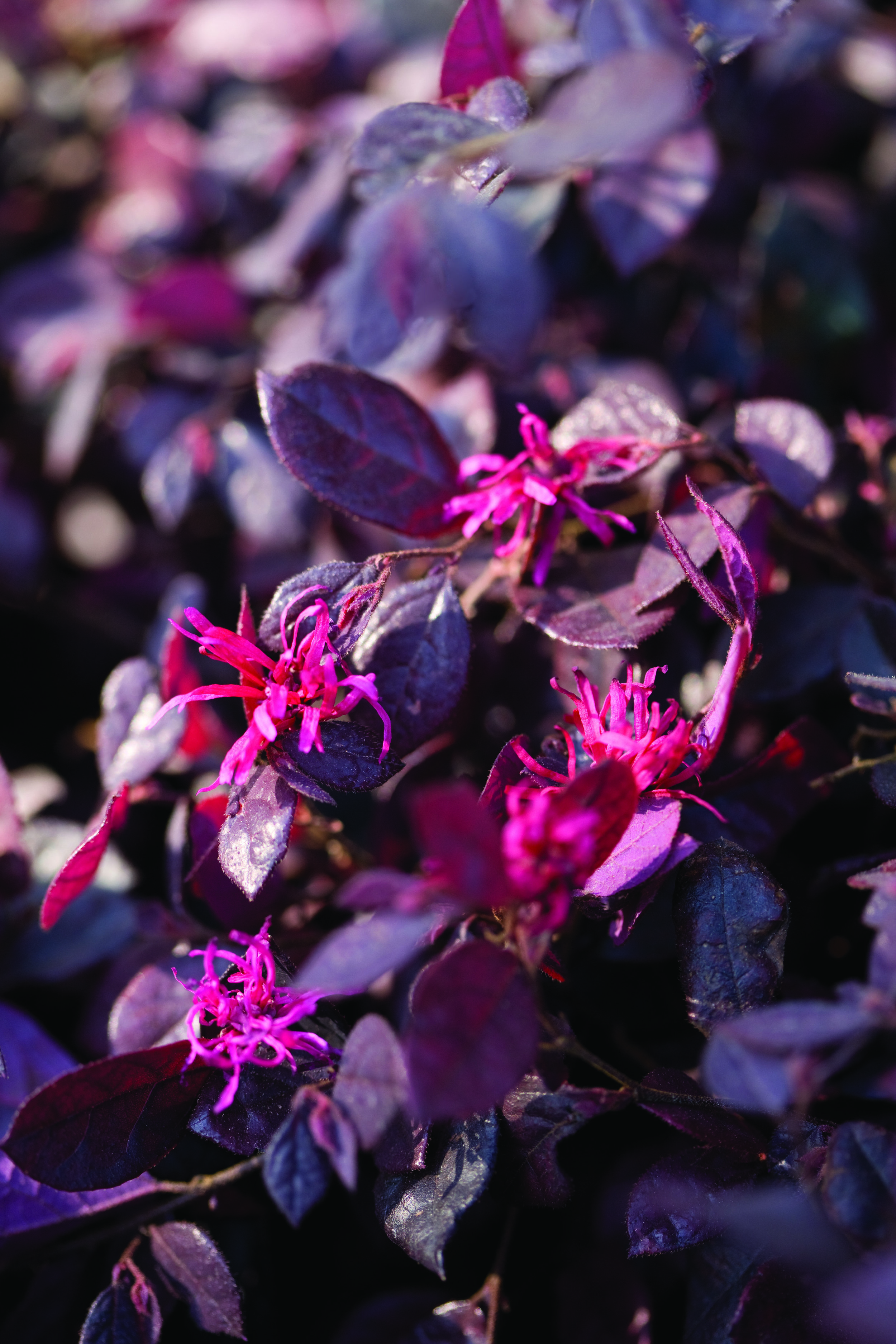 Purple Pixie™ Loropetalum chinense ‘PEACK’ PBR