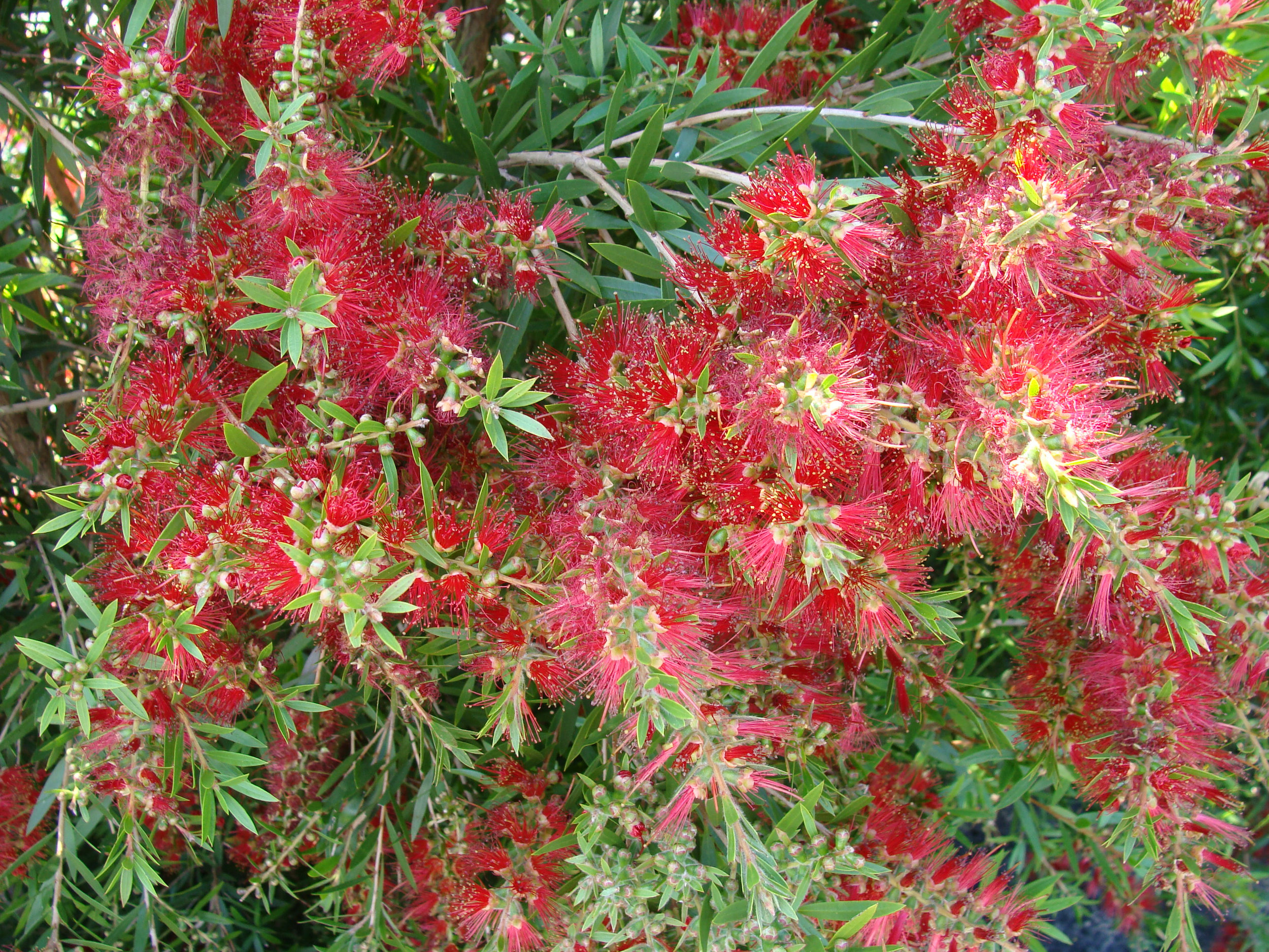 Slim™ Callistemon viminalis ‘CV01’ PBR