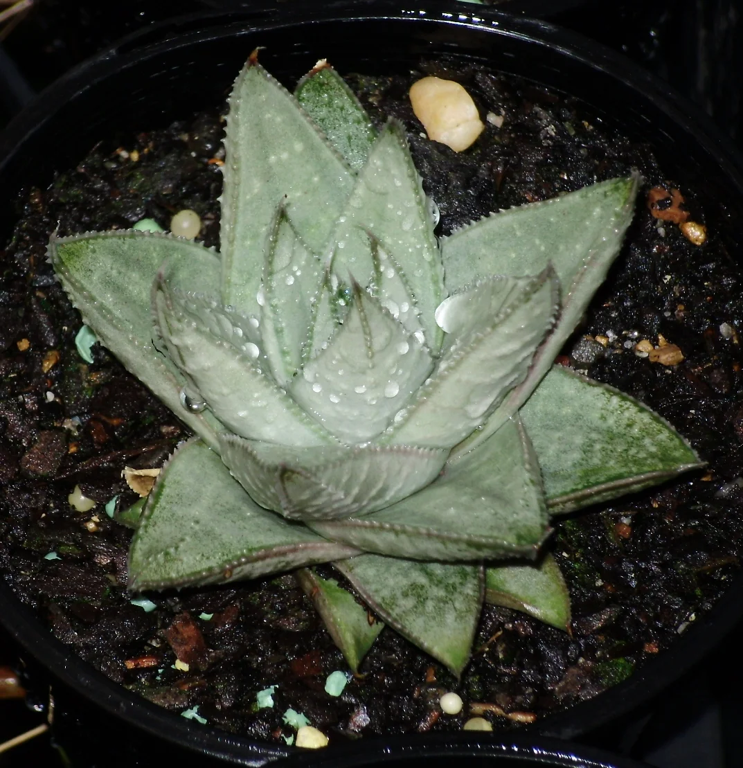 GASTERIA KABELA